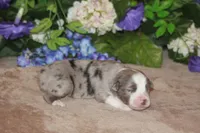 BENNETT, a male Miniature American Shepherd for sale in Glencoe, MN – Photo 8 of 10