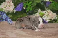 BENNETT, a male Miniature American Shepherd for sale in Glencoe, MN – Photo 10 of 10