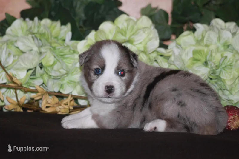 BENNETT – Miniature American Shepherd puppy for sale in Glencoe, MN