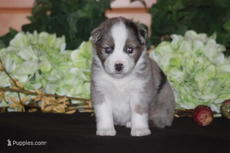 BENNETT – Miniature American Shepherd puppy for sale in Glencoe, MN