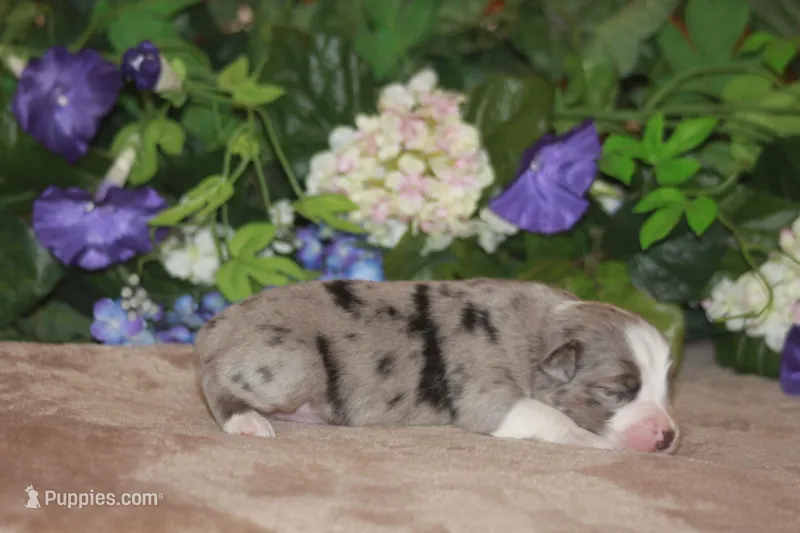 BENNETT – Miniature American Shepherd puppy for sale in Glencoe, MN