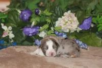 BENNETT, a male Miniature American Shepherd for sale in Glencoe, MN – Photo 4 of 10