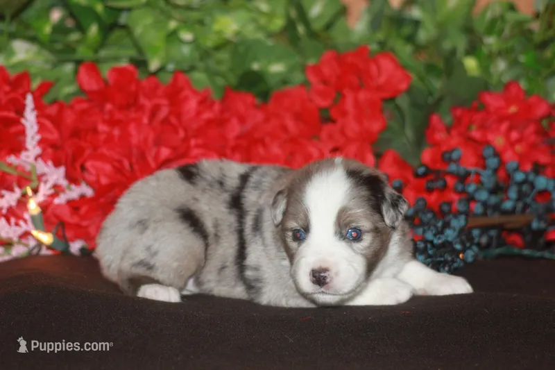 BENNETT – Miniature American Shepherd puppy for sale in Glencoe, MN