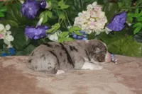 BENNETT, a male Miniature American Shepherd for sale in Glencoe, MN – Photo 2 of 10