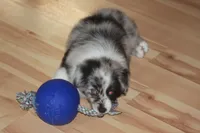 LAINEY, a female Miniature American Shepherd for sale in Glencoe, MN – 8 of 10