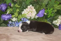 MAEVE, a female Miniature American Shepherd for sale in Glencoe, MN – Photo 8 of 10