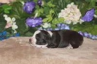 MAEVE, a female Miniature American Shepherd for sale in Glencoe, MN – Photo 3 of 10