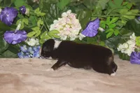 MAEVE, a female Miniature American Shepherd for sale in Glencoe, MN – Photo 7 of 10