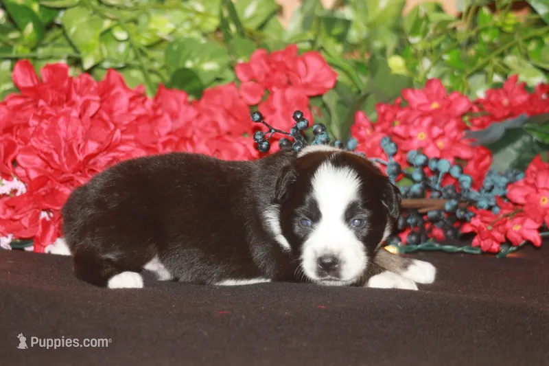 MAEVE – Miniature American Shepherd puppy for sale in Glencoe, MN