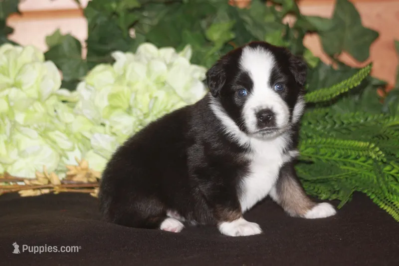MAEVE – Miniature American Shepherd puppy for sale in Glencoe, MN