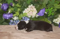 MAEVE, a female Miniature American Shepherd for sale in Glencoe, MN – Photo 10 of 10