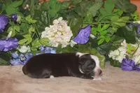 MAEVE, a female Miniature American Shepherd for sale in Glencoe, MN – Photo 4 of 10