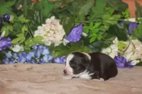 MAEVE, a female Miniature American Shepherd for sale in Glencoe, MN – Photo 6 of 10