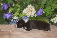 MAEVE, a female Miniature American Shepherd for sale in Glencoe, MN – Photo 9 of 10