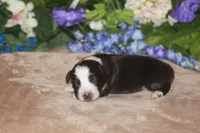 MAEVE, a female Miniature American Shepherd for sale in Glencoe, MN – Photo 1 of 10