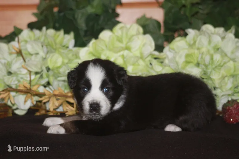 MAEVE – Miniature American Shepherd puppy for sale in Glencoe, MN