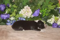 MAEVE, a female Miniature American Shepherd for sale in Glencoe, MN – Photo 2 of 10