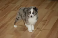 BENNETT, a male Miniature American Shepherd for sale in Glencoe, MN – 8 of 10