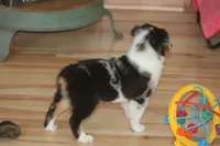 QUEEN, a female Miniature American Shepherd for sale in Glencoe, MN – 9 of 10