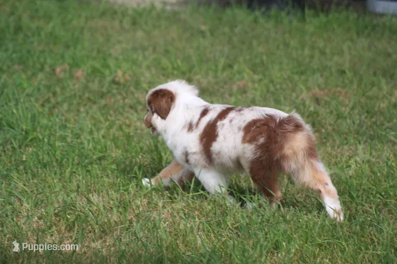 ROYAL – Miniature American Shepherd puppy for sale in Glencoe, MN