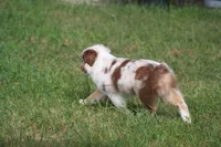 ROYAL, a male Miniature American Shepherd for sale in Glencoe, MN – 1 of 10