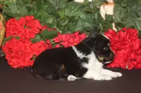 SAWYER, a male Miniature American Shepherd for sale in Glencoe, MN – 6 of 10