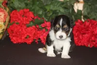 TRUETT, a male Miniature American Shepherd for sale in Glencoe, MN – 9 of 9