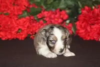 JACKSON, a male Miniature American Shepherd for sale in Glencoe, MN – 2 of 10