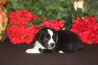 DALLAS, a male Miniature American Shepherd for sale in Glencoe, MN – 4 of 10