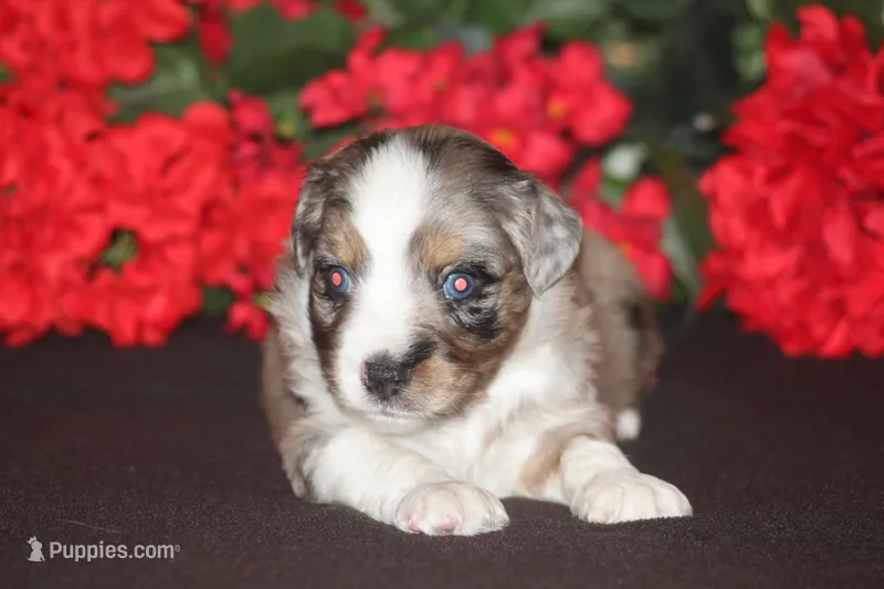 JACKSON – Miniature American Shepherd puppy for sale in Glencoe, MN