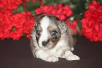 JACKSON, a male Miniature American Shepherd for sale in Glencoe, MN – 1 of 10