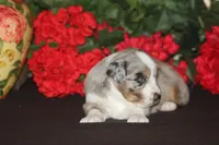 SHANE, a male Miniature American Shepherd for sale in Glencoe, MN – 3 of 10
