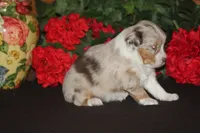 ROYAL, a male Miniature American Shepherd for sale in Glencoe, MN – 4 of 10