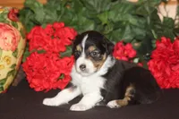 TRUETT, a male Miniature American Shepherd for sale in Glencoe, MN – 3 of 9
