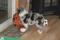 LAINEY, a female Miniature American Shepherd for sale in Glencoe, MN – 10 of 10