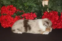 ROYAL, a male Miniature American Shepherd for sale in Glencoe, MN – 5 of 10