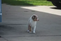 ROYAL, a male Miniature American Shepherd for sale in Glencoe, MN – 8 of 10
