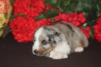 SHANE, a male Miniature American Shepherd for sale in Glencoe, MN – 6 of 10