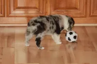 LAINEY, a female Miniature American Shepherd for sale in Glencoe, MN – 9 of 10