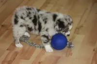 ENZO, a male Miniature American Shepherd for sale in Glencoe, MN – 8 of 10