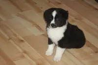 DALLAS, a male Miniature American Shepherd for sale in Glencoe, MN – 10 of 10