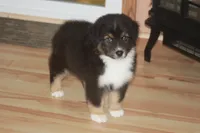 ARLO, a male Miniature American Shepherd for sale in Glencoe, MN – 2 of 10