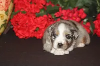 SHANE, a male Miniature American Shepherd for sale in Glencoe, MN – 2 of 10