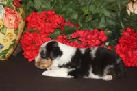 QUEEN, a female Miniature American Shepherd for sale in Glencoe, MN – 6 of 10