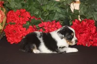 QUEEN, a female Miniature American Shepherd for sale in Glencoe, MN – 8 of 10