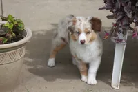ROYAL, a male Miniature American Shepherd for sale in Glencoe, MN – 10 of 10