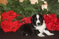DALLAS, a male Miniature American Shepherd for sale in Glencoe, MN – 2 of 10