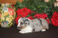 SHANE, a male Miniature American Shepherd for sale in Glencoe, MN – 8 of 10