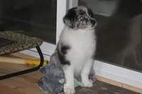 Lainey, a female Miniature American Shepherd for sale in Glencoe, MN – 2 of 10