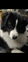 PUPPIES, a female Miniature American Shepherd for sale in Glencoe, MN – Photo 3 of 7